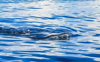 reusachtig walvis haai zwemt Aan de water oppervlakte Cancun Mexico. foto