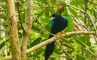 yucatan gaai vogel vogelstand in bomen tropisch oerwoud natuur Mexico. foto