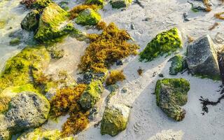stenen rotsen koralen turkoois groen blauw water Aan strand Mexico. foto