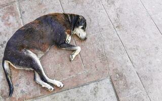 verdwaald hond slaapt en ontspant Aan de straat in Mexico. foto