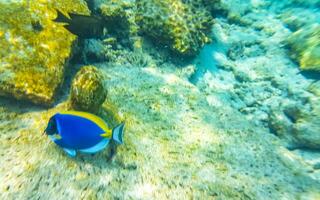 snorkelen onderwater- keer bekeken vis koralen turkoois water rasdhoo eiland Maldiven. foto