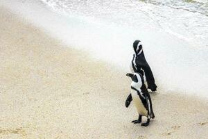 zuiden Afrikaanse pinguïns kolonie van bril pinguïns pinguïn kaap dorp. foto