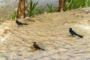 grote staart gracieus vogel vogelstand wandelen Aan strand zand Mexico. foto