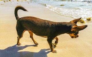 bruin schattig grappig hond Speel speels Aan de strand Mexico. foto