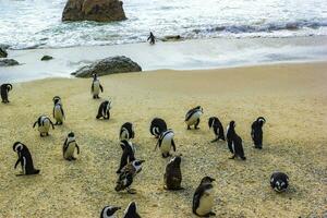 zuiden Afrikaanse pinguïns kolonie van bril pinguïns pinguïn kaap dorp. foto