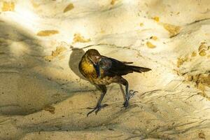 grote staart gracieus vogel vogelstand wandelen Aan strand zand Mexico. foto