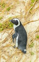 zuiden Afrikaanse pinguïns kolonie van bril pinguïns pinguïn kaap dorp. foto