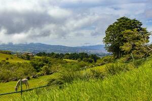 paard begrazing Aan weiland in de bergen bossen costa rica. foto