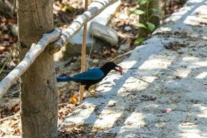 yucatan gaai vogel eet aan het eten BES fruit tropisch natuur Mexico. foto