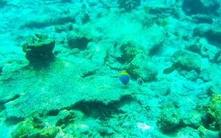 snorkelen onderwater- keer bekeken vis koralen turkoois water rasdhoo eiland Maldiven. foto