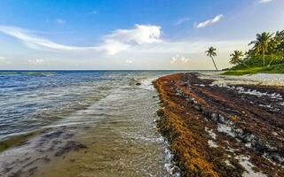 mooi caraïben strand totaal vies vuil naar zeewier probleem Mexico. foto