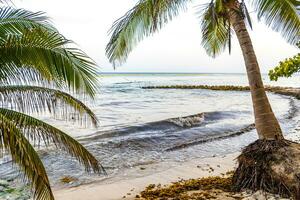 tropisch natuurlijk palm boom kokosnoten blauw lucht in xcalacoco Mexico. foto