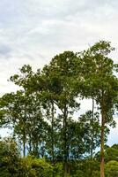 hoog bomen sparren natuur planten bergen en bossen costa rica. foto