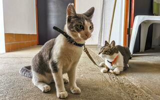 schattig kat katten vastgebonden met halsband in Mexico. foto