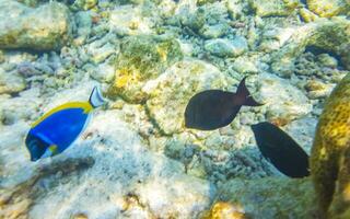 snorkelen onderwater- keer bekeken vis koralen turkoois water rasdhoo eiland Maldiven. foto