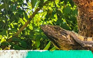 Mexicaans leguaan leugens Aan muur in tropisch natuur Mexico. foto