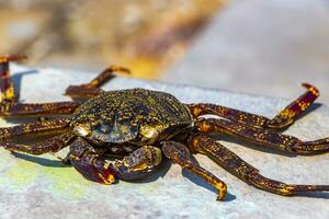 dood rood en zwart krab Aan de grond in Maldiven. foto