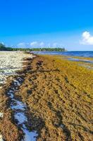 mooi caraïben strand totaal vies vuil naar zeewier probleem Mexico. foto