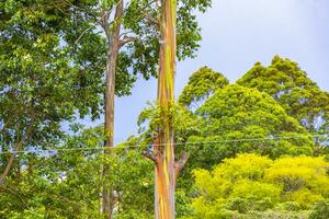 eucalyptus boom bomen kleurrijk schors bergen en bossen costa rica. foto