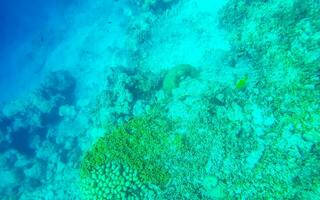 snorkelen onderwater- keer bekeken vis koralen turkoois water rasdhoo eiland Maldiven. foto