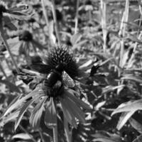 gevleugelde bij vliegt langzaam naar de plant, verzamel nectar voor honing op privé bijenstal van bloem foto