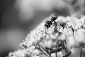 wilde bij op bloem met nectar bloeiend op het platteland van het veld foto