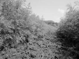 geploegd veld voor aardappel in bruine grond op open platteland natuur foto