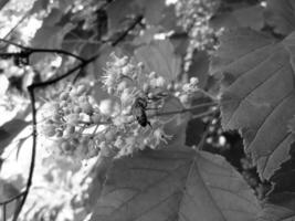 gevleugelde bij vliegt langzaam naar de plant, verzamel nectar voor honing foto