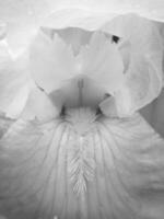 wilde schoonheidsbloem met nectar in bloei foto