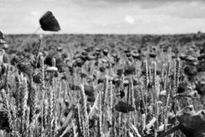 bloeiende bloempapaver met groene bladeren, levende natuurlijke natuur foto