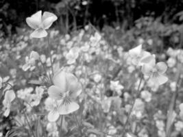 wilde schoonheidsbloem met nectar in bloei foto