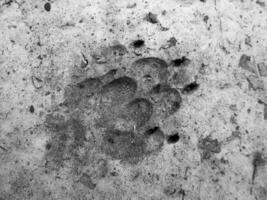 fotografie naar thema grote voetafdruk dier hond close-up foto