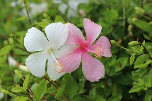 roze en wit hibiscus bloem natuur achtergrond focus Aan bloesem foto