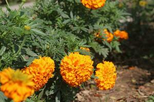 oranje bloemen, veel van mooi goudsbloem bloemen in de tuin foto