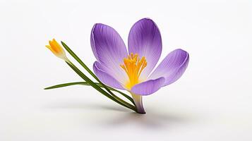 foto van mooi krokus bloem geïsoleerd Aan wit achtergrond. generatief ai