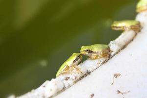 groene kikkers kussen foto