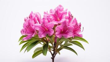 foto van mooi rododendron bloem geïsoleerd Aan wit achtergrond. generatief ai