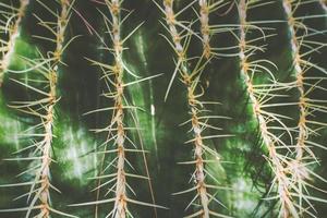 close-up van een kleine cactusplant, bovenaanzicht natuur achtergrond