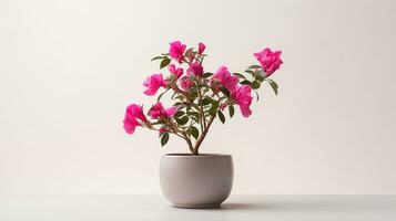 foto van bougainvillea bloem in pot geïsoleerd Aan wit achtergrond. generatief ai