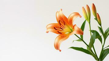 foto van mooi lilium bloem geïsoleerd Aan wit achtergrond. generatief ai