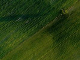 eenzame boom op de groene velden foto