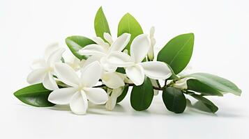 foto van mooi stephanotis bloem geïsoleerd Aan wit achtergrond. generatief ai