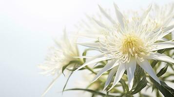 foto van mooi edelweiss bloem geïsoleerd Aan wit achtergrond. generatief ai