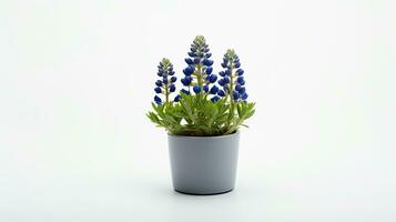 foto van bluebonnet bloem in pot geïsoleerd Aan wit achtergrond. generatief ai