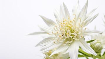 foto van mooi edelweiss bloem geïsoleerd Aan wit achtergrond. generatief ai