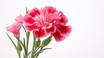 foto van mooi dianthus bloem geïsoleerd Aan wit achtergrond. generatief ai