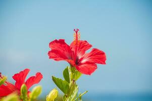 mooi rood hibiscus in de tuin foto