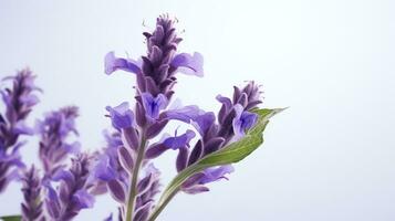 foto van mooi salvia bloem geïsoleerd Aan wit achtergrond. generatief ai