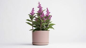 foto van salvia bloem in pot geïsoleerd Aan wit achtergrond. generatief ai