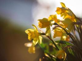 narcissen en tulpen in de stralen van de ondergaande zon. bloeiende stad Straatsburg, lente. foto